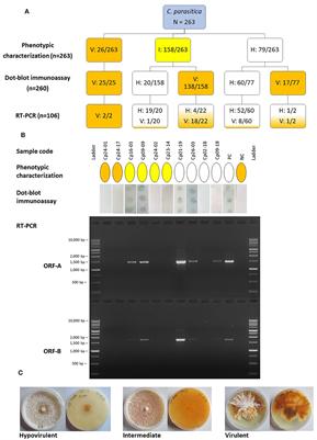 Molecular genetic variability of Cryphonectria hypovirus 1 associated with Cryphonectria parasitica in South Tyrol (northern Italy)